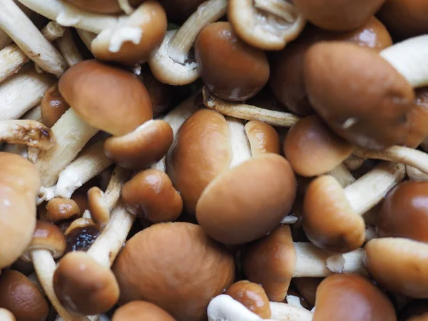 Cyclocybe aegerita mushroom food — Stock Photo, Image