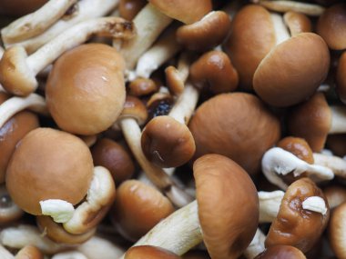 cyclocybe aegerita mantar gıda