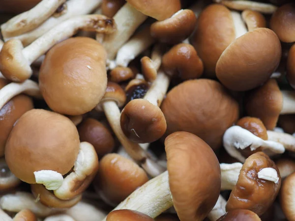 Cyclocybe aegerita mushroom food — Stock Photo, Image