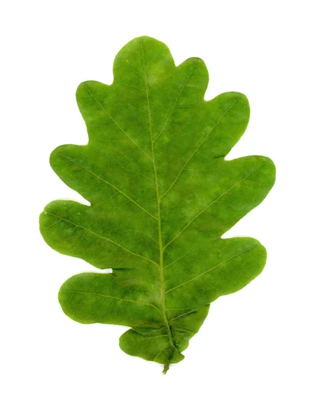 Hoja de roble (Quercus) sobre blanco —  Fotos de Stock