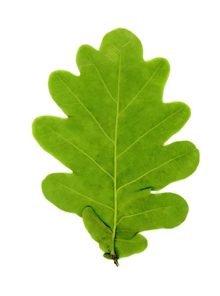 Folha da árvore do carvalho (Quercus) sobre branco — Fotografia de Stock