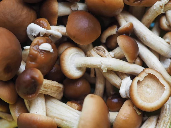 Cyclocybe aegerita mushroom food — Stock Photo, Image