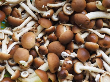 cyclocybe aegerita mantar gıda