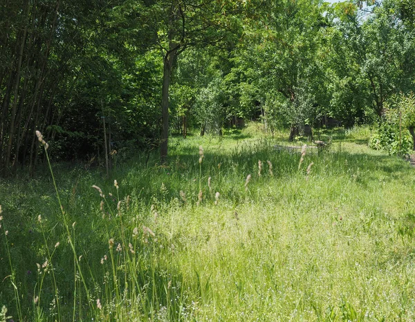 Yeşil çayır arka plan — Stok fotoğraf