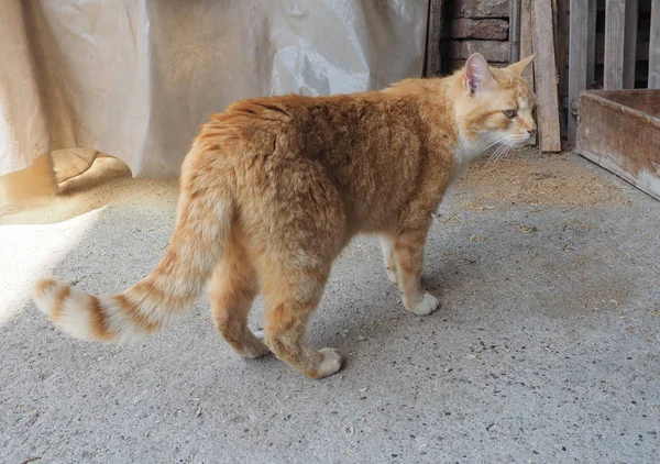 Orange tabby cat — Stock Photo, Image