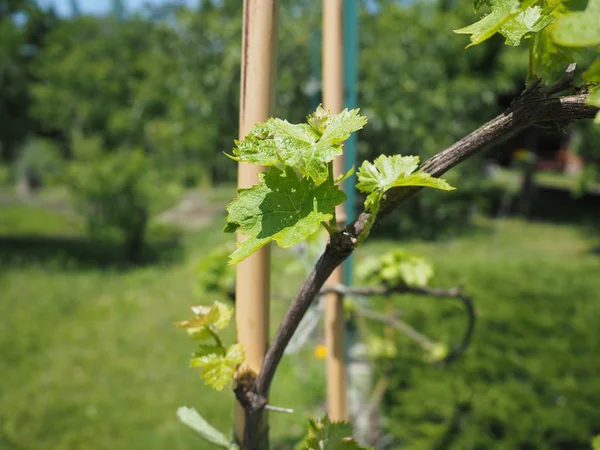 Vitis (Grapevine) växtblad — Stockfoto