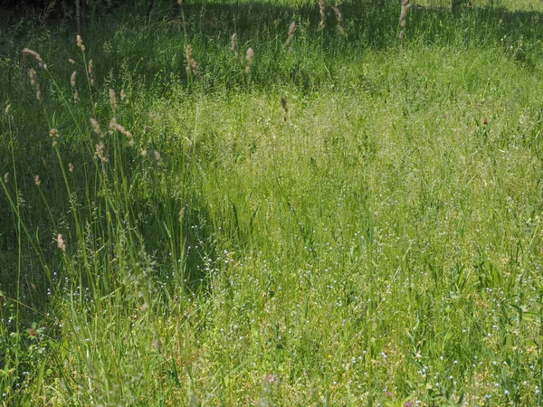 Gröna ängen bakgrund — Stockfoto