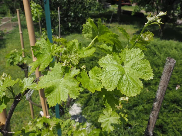 Vitis (Grapevine) liści roślin — Zdjęcie stockowe