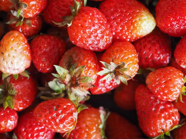 Erdbeerfruchtfutter — Stockfoto
