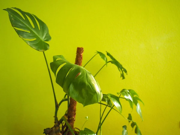 Ceriman (Monstera deliciosa) planta — Fotografia de Stock