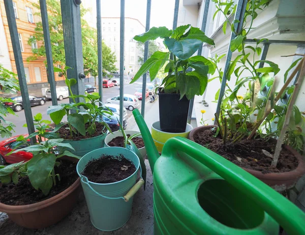 Piante d'appartamento sul balcone — Foto Stock