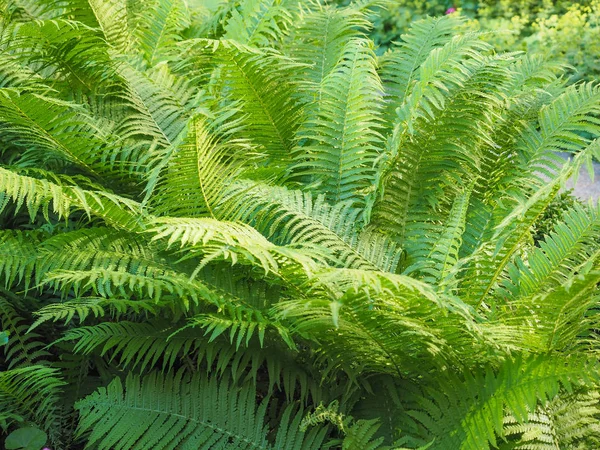 緑のシダ植物 — ストック写真