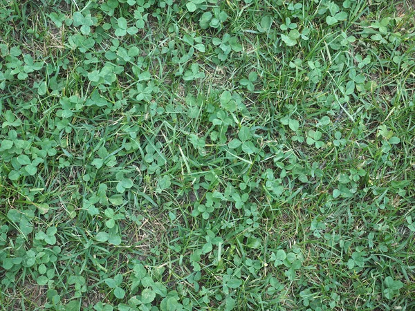 Green meadow background — Stock Photo, Image