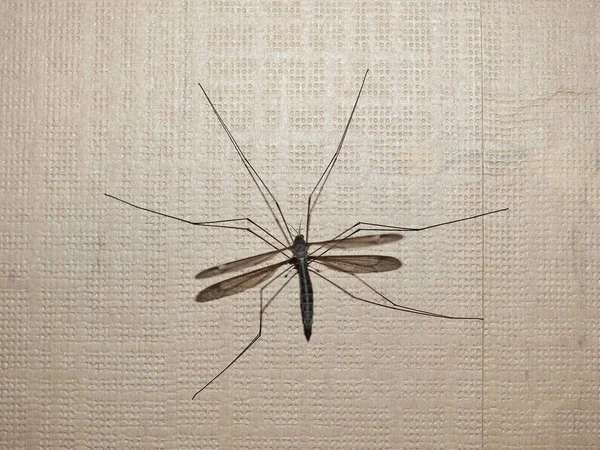 Crane fly insect — Stockfoto