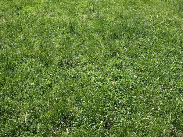 Latar belakang padang rumput hijau — Stok Foto