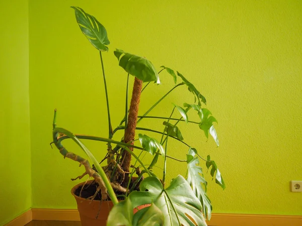 Ceriman (Monstera deliciosa) planta — Fotografia de Stock