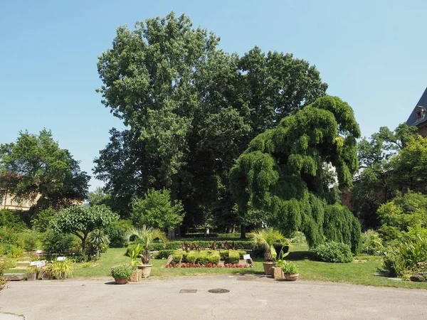 Botaniska trädgårdar i Turin — Stockfoto