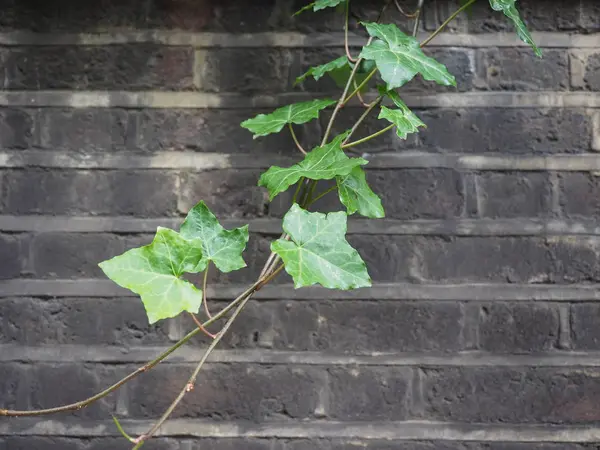 Ivy plant en muur achtergrond — Stockfoto