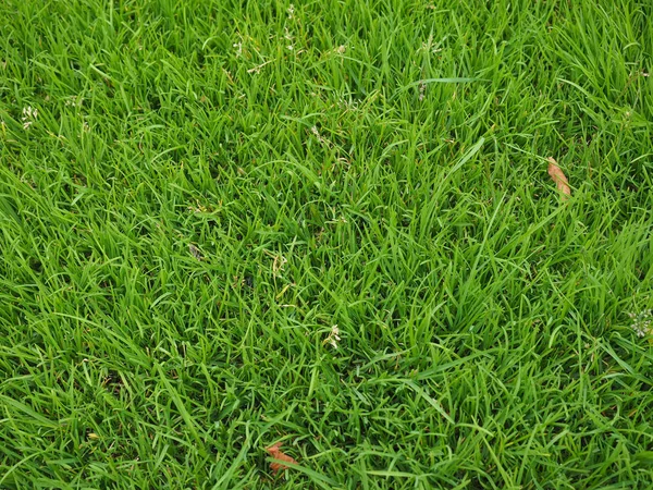 Groen gras textuur achtergrond — Stockfoto