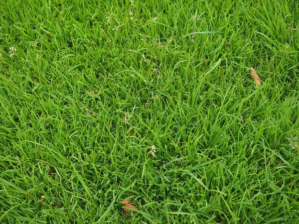 Green grass texture background — Stock Photo, Image