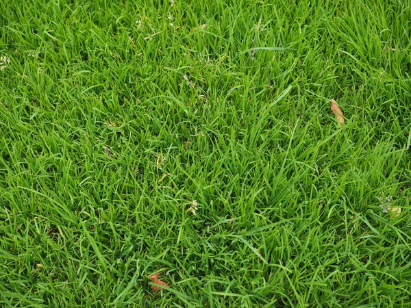 Green grass texture background — Stock Photo, Image