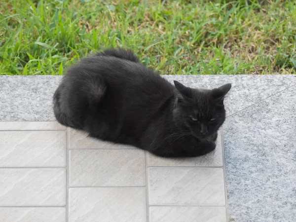 Черная кошка на полу — стоковое фото
