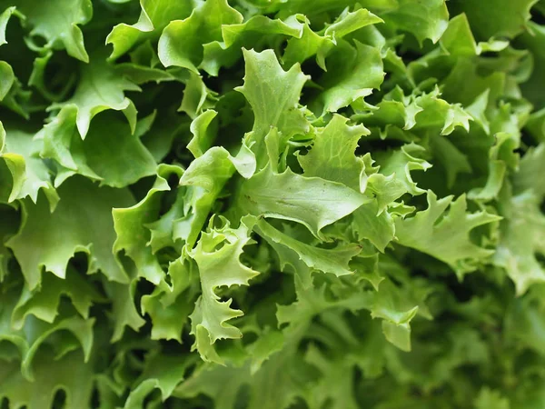 Curly endivesallad (aka frisee) salladsblad bakgrund — Stockfoto