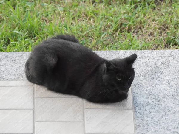 Gato preto no chão — Fotografia de Stock