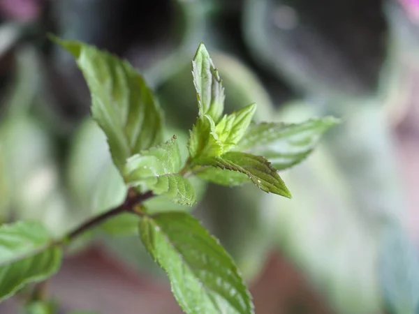 Peppermint (Mentha piperita) plant — Stock Photo, Image