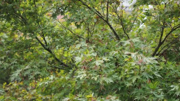 Pouring Rain Drops Falling Maple Tree Leaves Useful Background — Stock Video