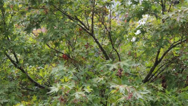 Feuilles dans les jours de pluie, utile comme fond 