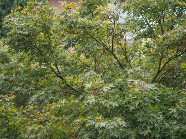 Gröna löv struktur bakgrund — Stockfoto