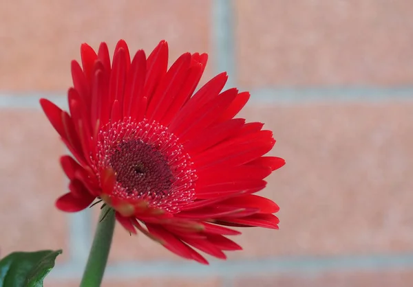 Red gerbera daisy flower — Stock Photo, Image