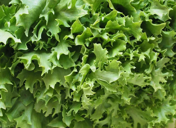 Kıvırcık endive (aka frisee) salata arka plan bırakır — Stok fotoğraf
