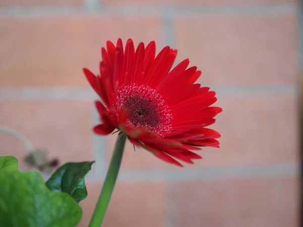 Červená gerbera sedmikráska květina — Stock fotografie