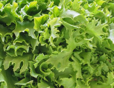 kıvırcık endive (aka frisee) salata arka plan bırakır