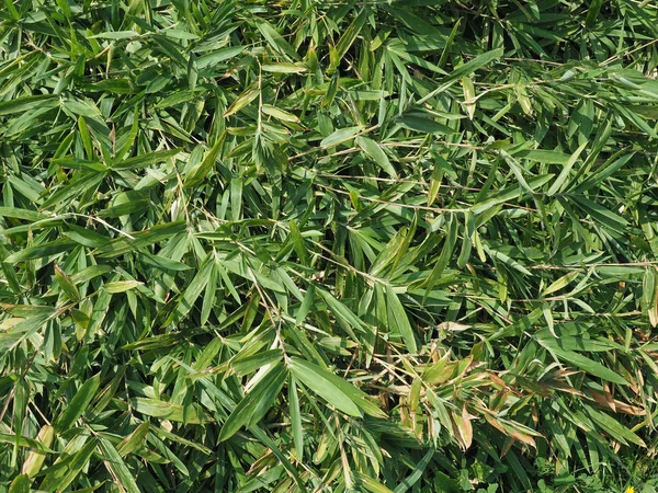 Grüner Bambus Blätter Textur Hintergrund — Stockfoto