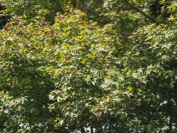 Foglie verdi di acero rosso sfondo — Foto Stock