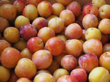 erik meyvesi arka planı