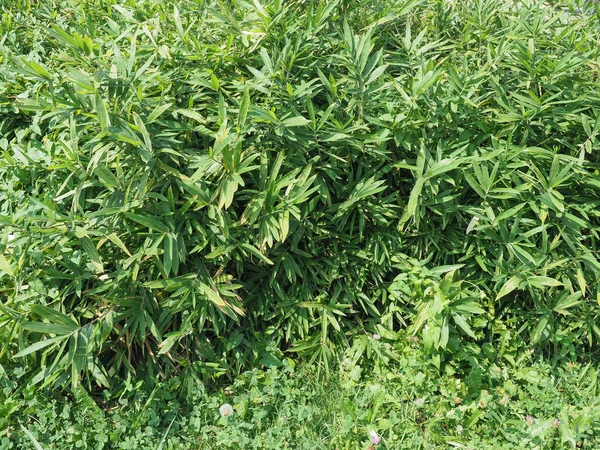 Folhas de bambu verde textura fundo — Fotografia de Stock