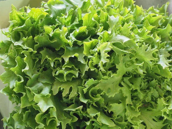 Krullend andijvie (aka Frisee) salade verlaat achtergrond — Stockfoto