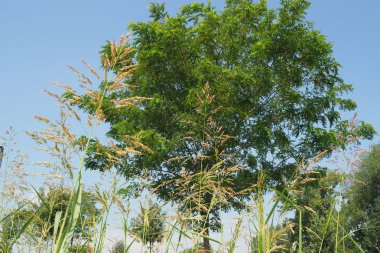 doğal çim ve ağaç arka plan