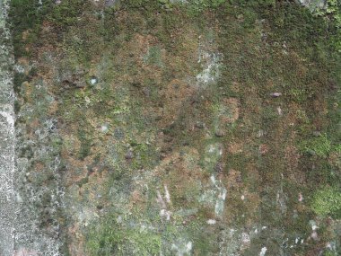 yeşil yosun arka plan ile gri beton doku