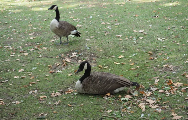 Husa velká (Branta canadensis), zvíře třídy y (ptáci) — Stock fotografie