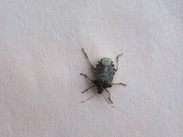 Inseto escudo verde animal de classe Insecta (insetos ) — Fotografia de Stock