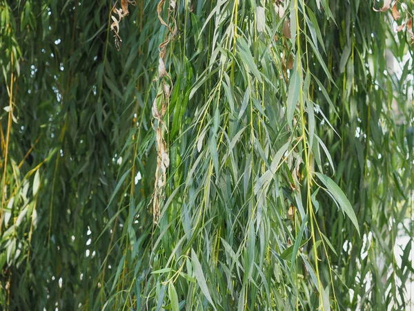 Grüne Trauerweide Blätter Textur Hintergrund — Stockfoto