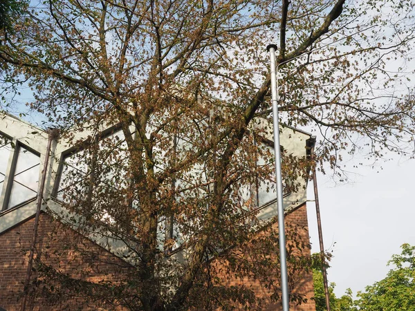 Koeln'deki St Pankratius — Stok fotoğraf