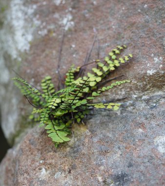 bir taş üzerinde büyüyen bitki