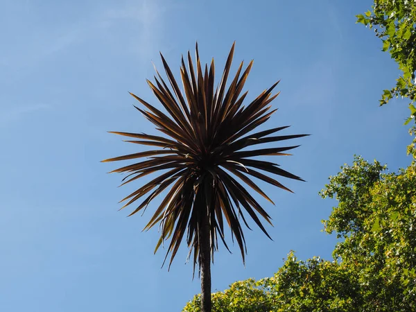 Palmera sobre el cielo azul con espacio para copiar — Foto de Stock