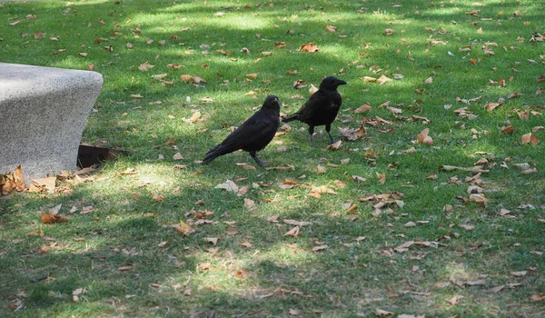 Crow animal of class Aves (birds) — Stock Photo, Image